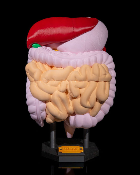 Digestive System Anatomical Model