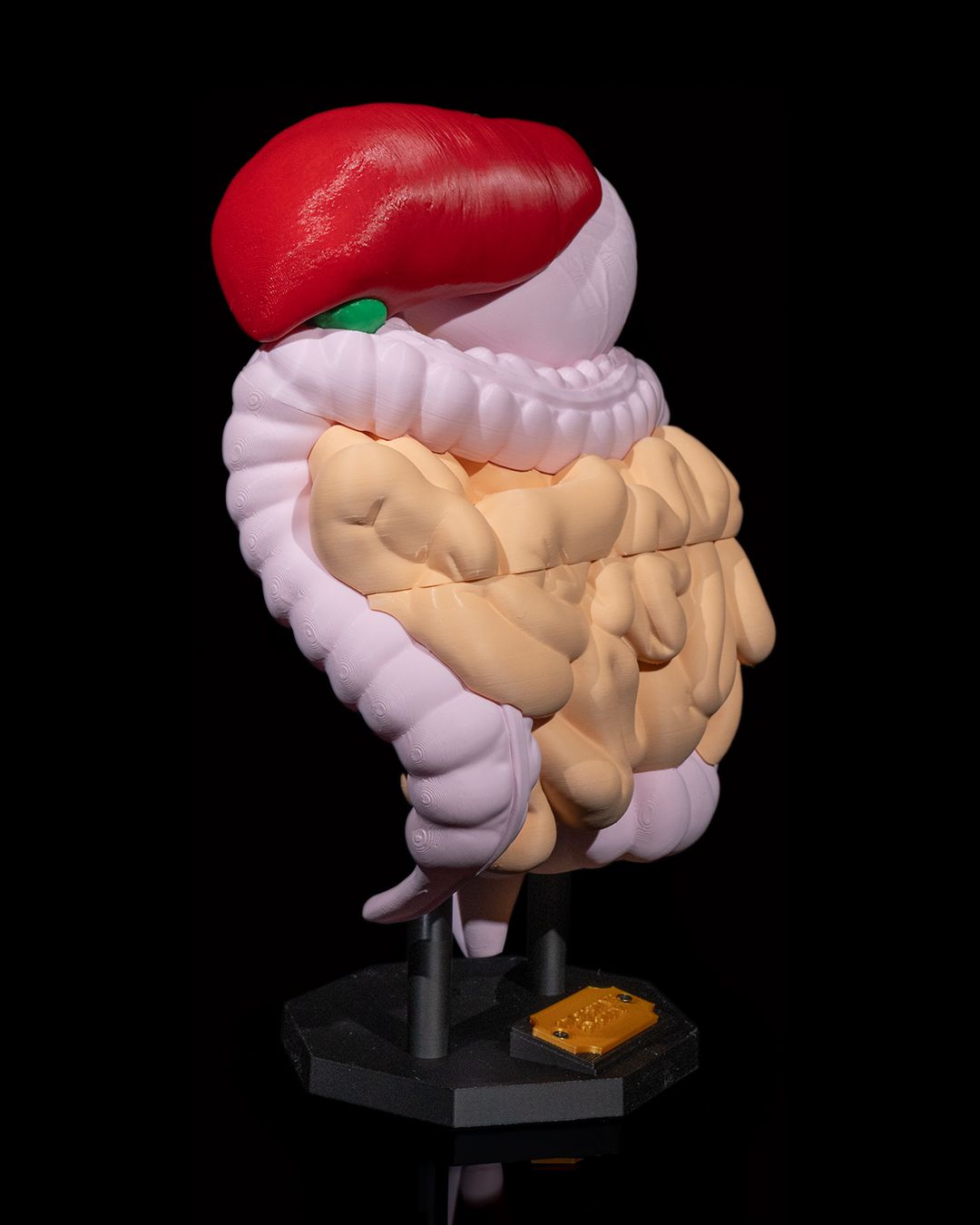 Digestive System Anatomical Model