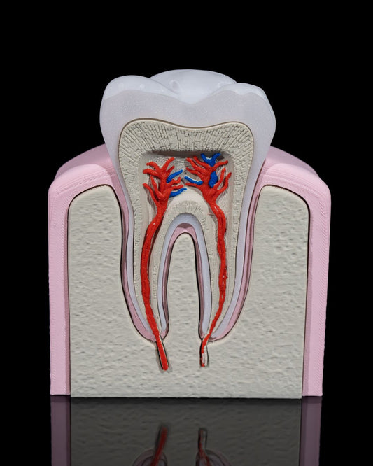 Healthy Premolar Tooth