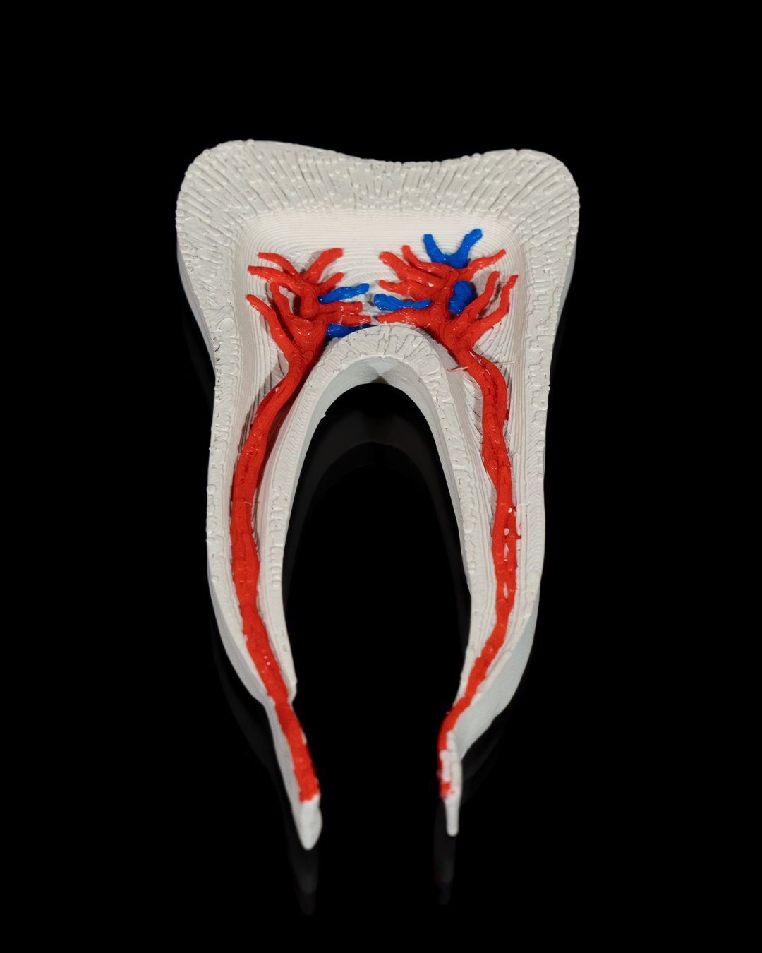 Healthy Premolar Tooth