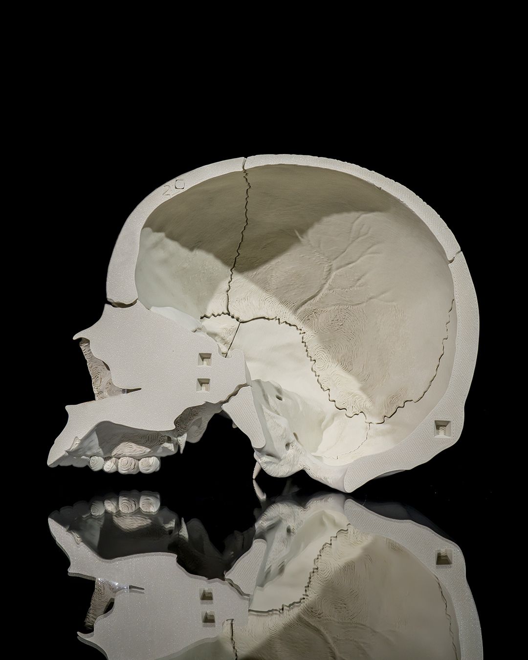 Human Adult Skull