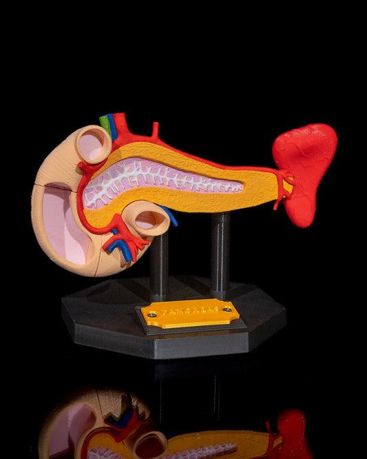 Pancreas