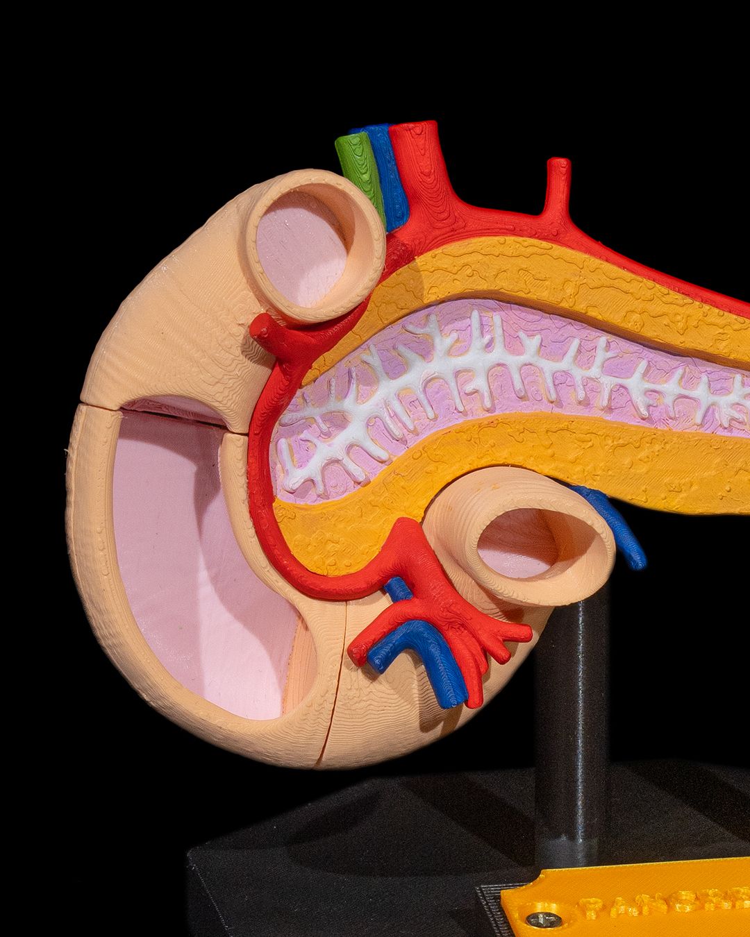 Pancreas