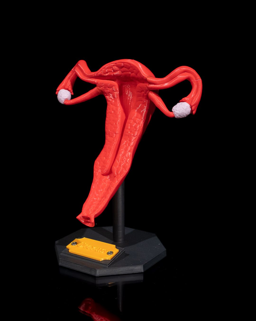 Uterus